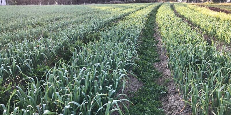 Ontos Farm Organics