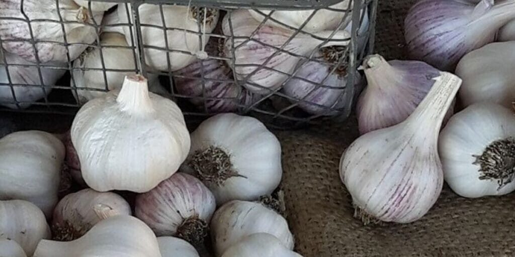 Boundary Creek garlic