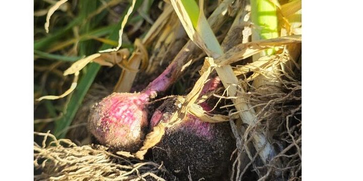 Dale River Farm Hero 2