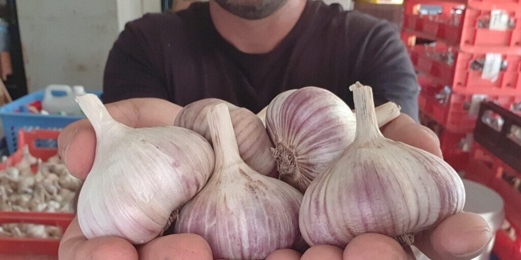 Garlic Kingdom