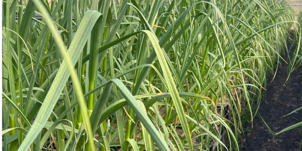 Hoddles Creek Garlic