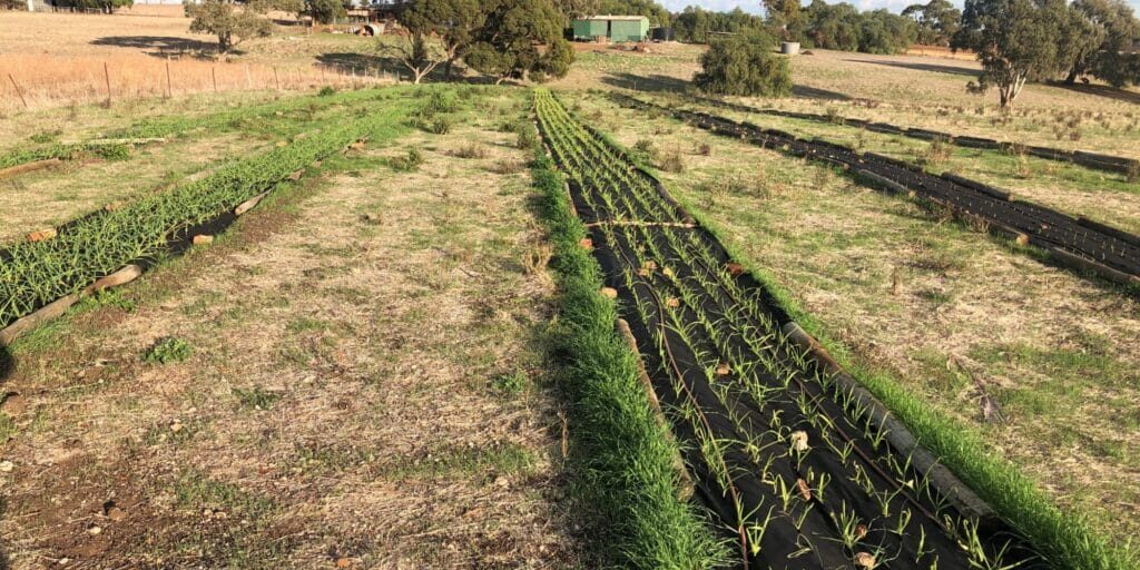 Kilkea Barossa Garlic