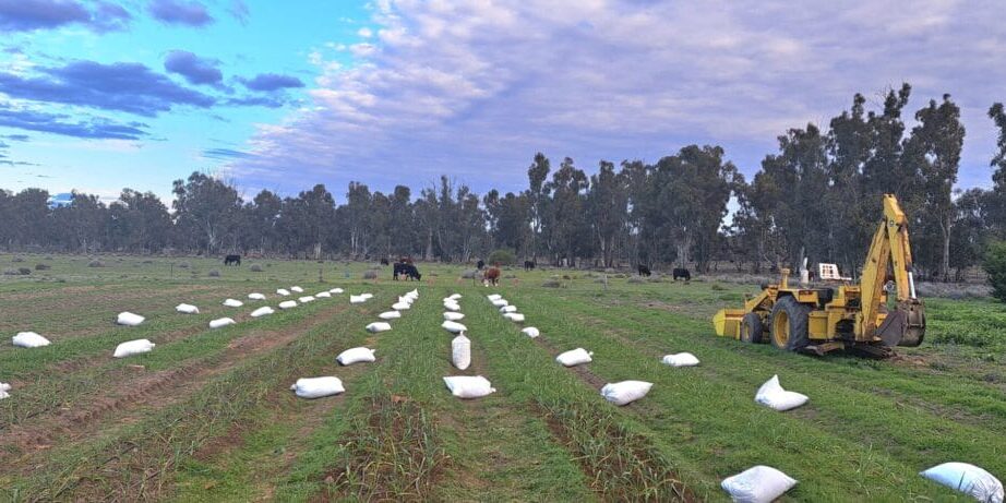 laying out fertiliser bags