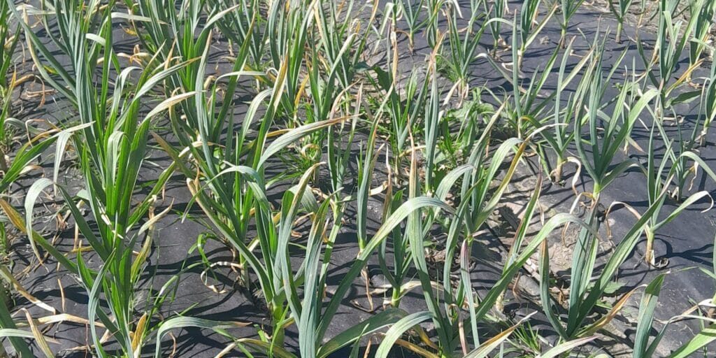 the Garlic Garden